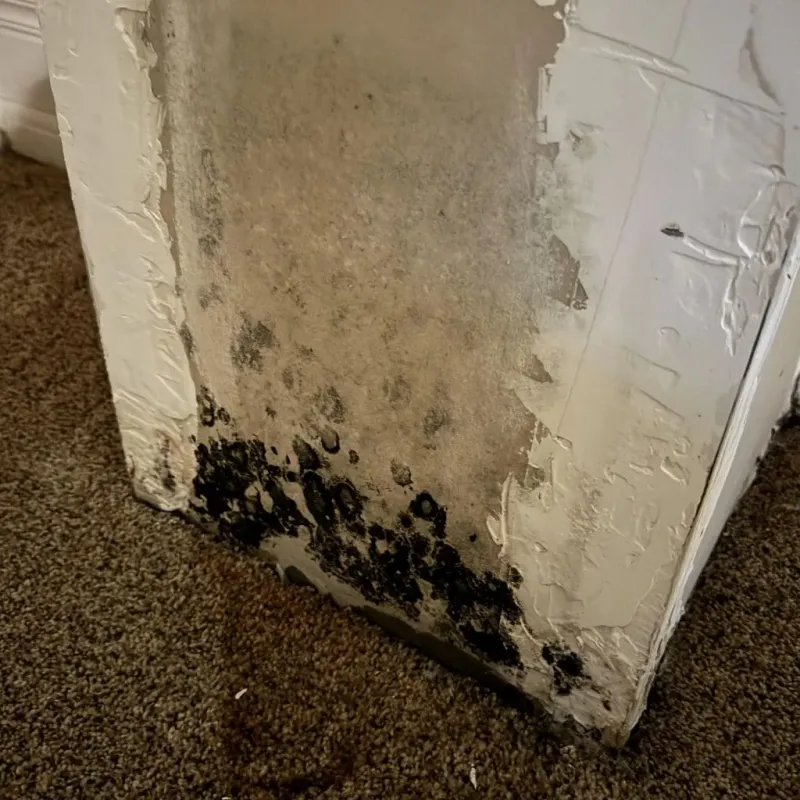 Professional Mold Removal in Nellis Air Force Base, NV